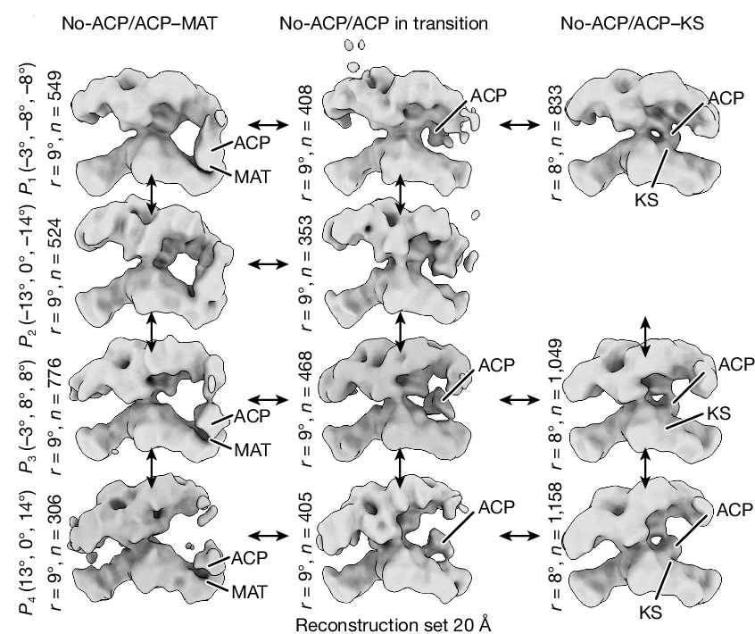 Open access visualization of Microscopy, 3D Reconstructions, Substate, ACP, KS Domain