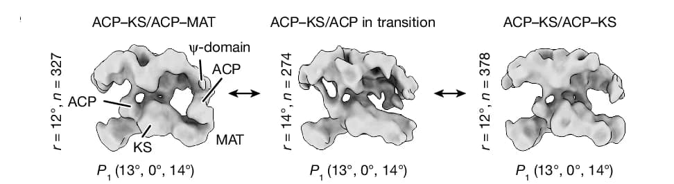 Open access visualization of Protein Structure, 3D Reconstructions, Landscapes, ACP, KS Domain