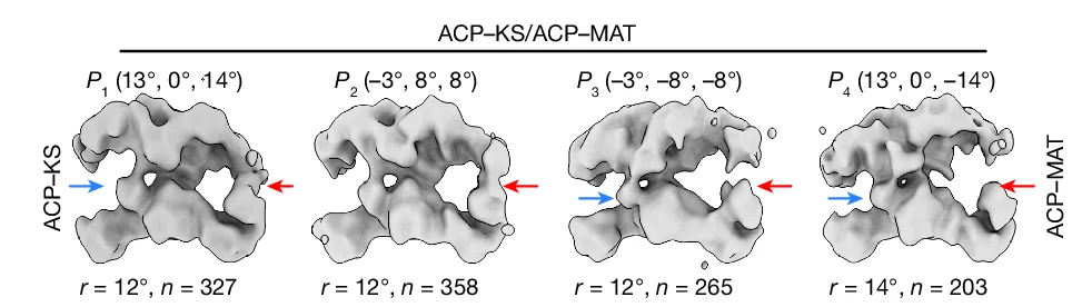 Open access visualization of Protein Structure, 3D Reconstructions, ACP-KS/ACP-MAT Substate, Condensing Domains, Modifying Domains