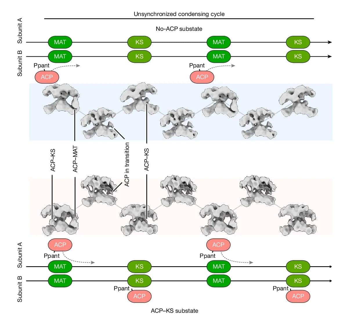 Open access visualization of Workflow, Illustration, Condensing Cycle, Human FASN, Substates