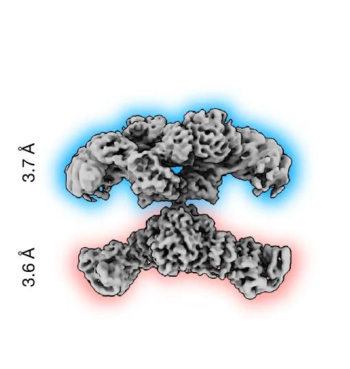 Open access visualization of Protein Structure, Cryo-EM, FASN, PEG 6000 Buffer