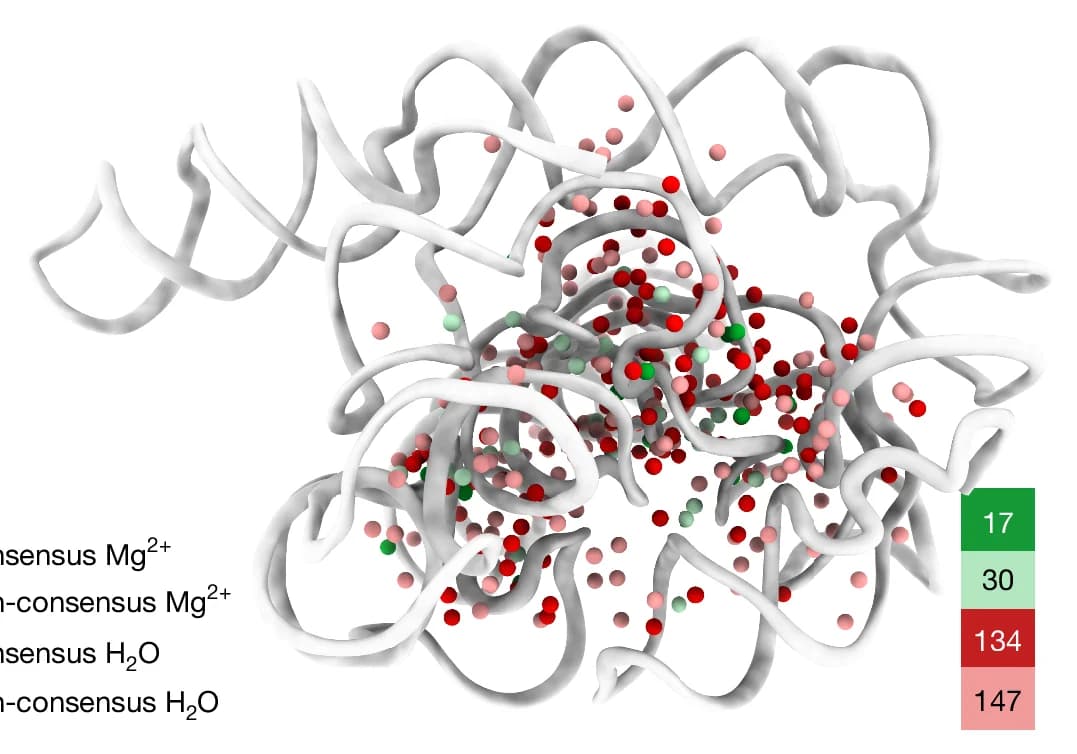 Open access visualization of Protein Structure, Waters, Mg 2+ Ions, 2.3 A Model, Consensus Water