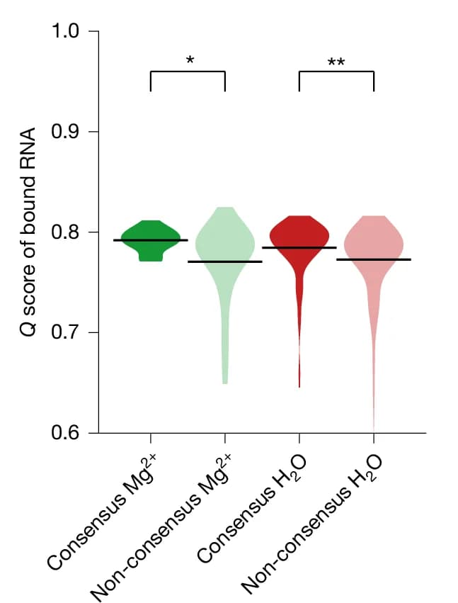 Open access visualization of Violin Plot, Water, Mg 2+ Ions, Distributions, Q Score