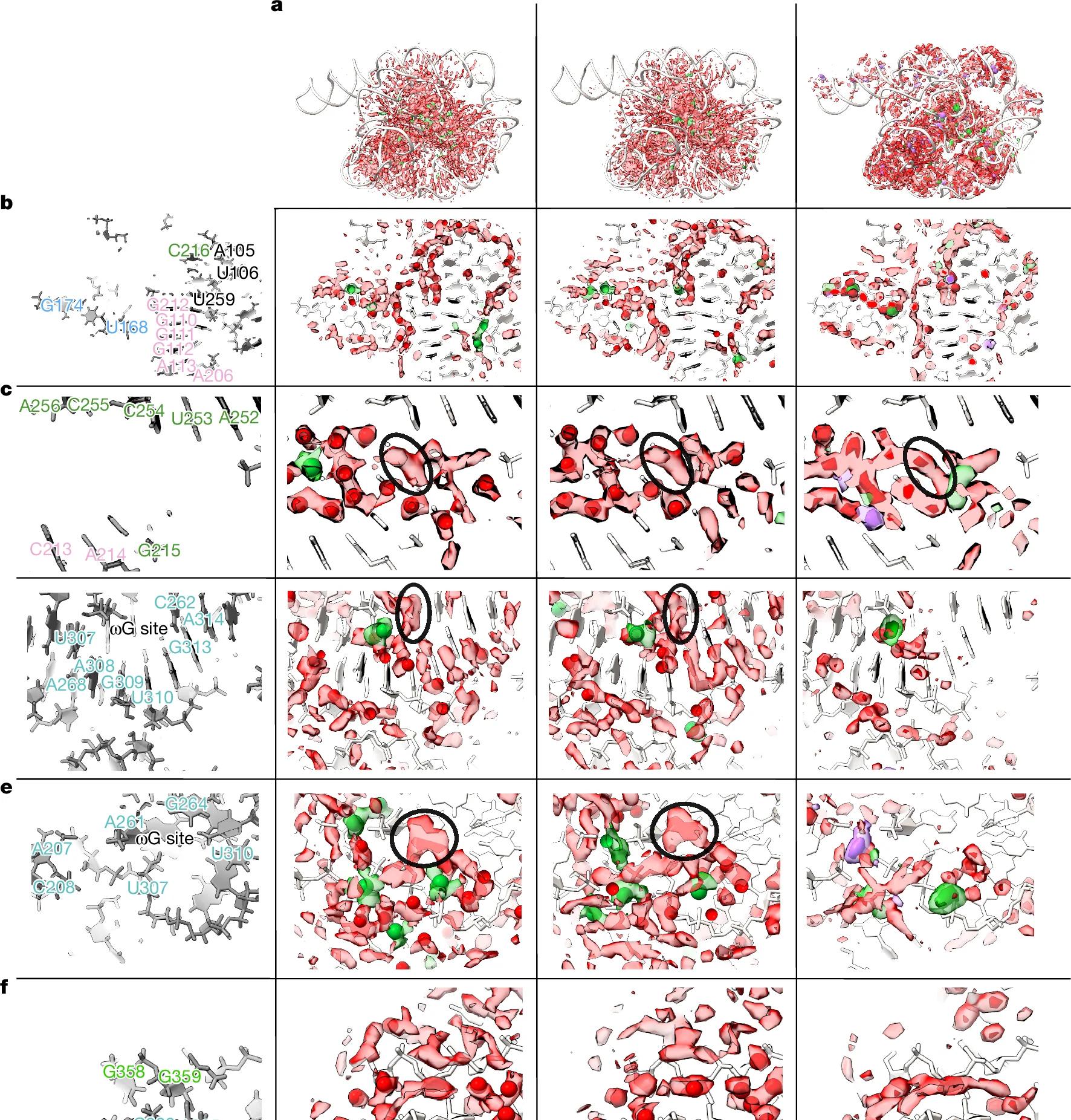 Open access visualization of Protein Structure, Chemical Structure, Water Networks, Catalytic Core, Guanine Substrate