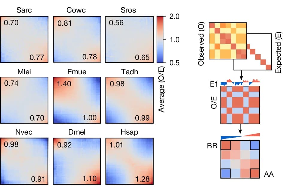 Open access visualization of Heatmap, Workflow, Saddle Plots, Contact Interactions, A Compartments