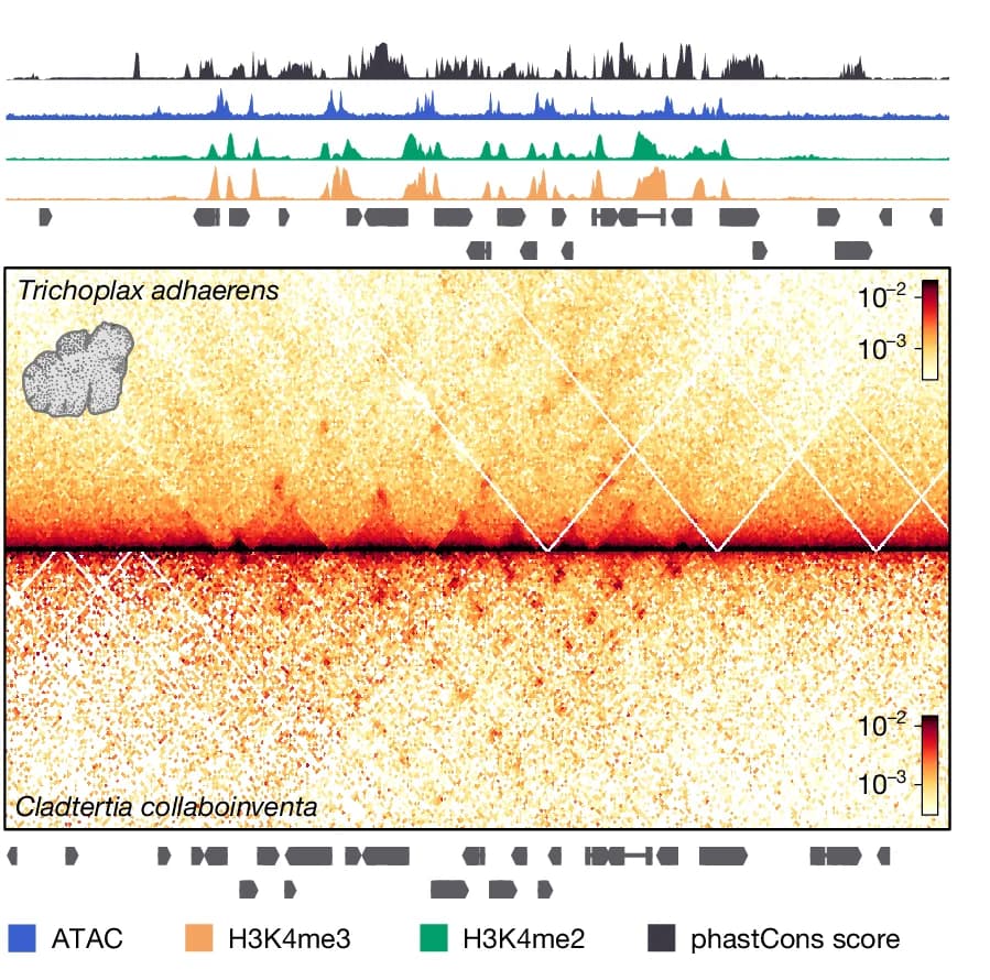 Open access visualization of Heatmap, Line Plot, Syntenic Genomic Regions, Placozoans, T. adhaerens