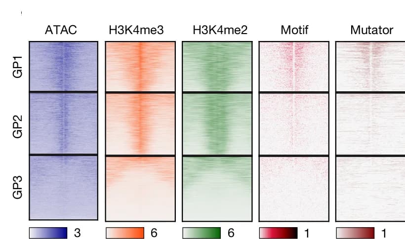 Open access visualization of Heatmap, Heatmaps, CPM Normalized, ATAC-seq, ChIP–seq Coverage
