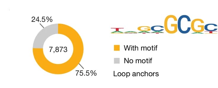 Open access visualization of Donut Chart, Illustration, Sequence Motif, Loop Anchors