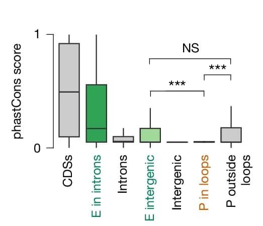 Open access visualization of Box Plot, PhastCons Conservation Scores, Ctenophore Species, Enhancers, Promoters