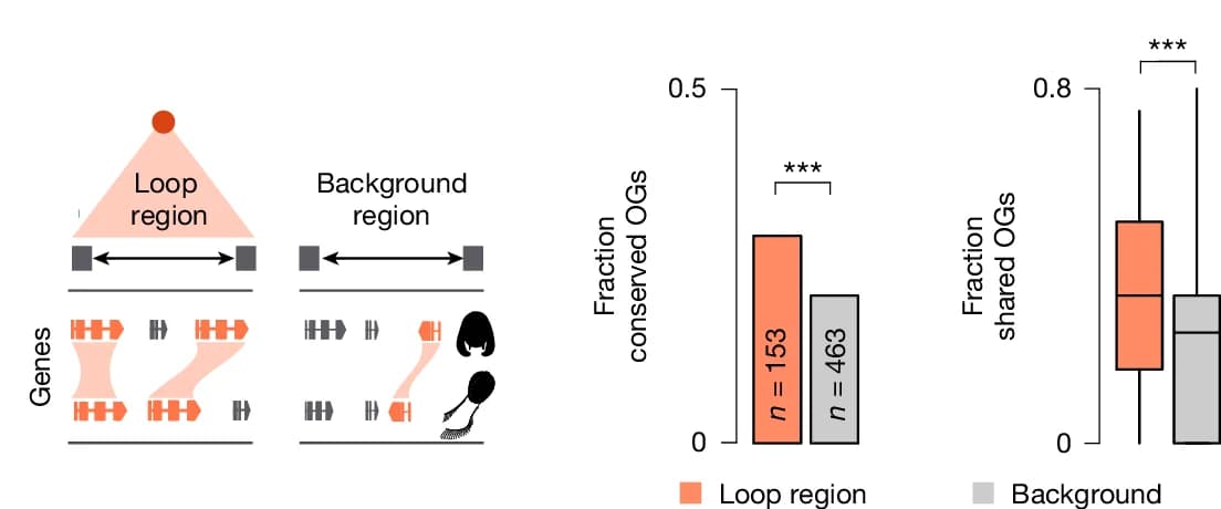 Open access visualization of Bar Plot, Box Plot, Syntenic Conservation, Chromatin Loops, Ctenophore Species