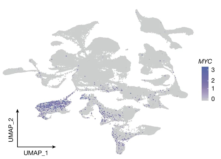 Open access visualization of UMAP, Scatter Plot, Feature Plots, MYC Expression, snRNA-seq