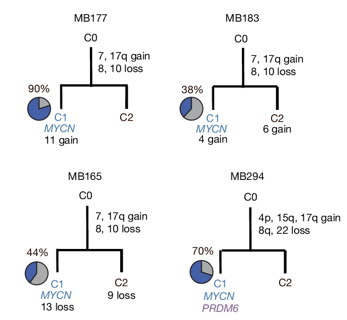 Open access visualization of Pie Chart, Workflow, Somatic Phylogeny Trees, MYCN Samples, MYCN-expressing Cells