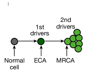 Open access visualization of Workflow, Flowchart, Medulloblastoma Evolution, Driver Mutation, ECA