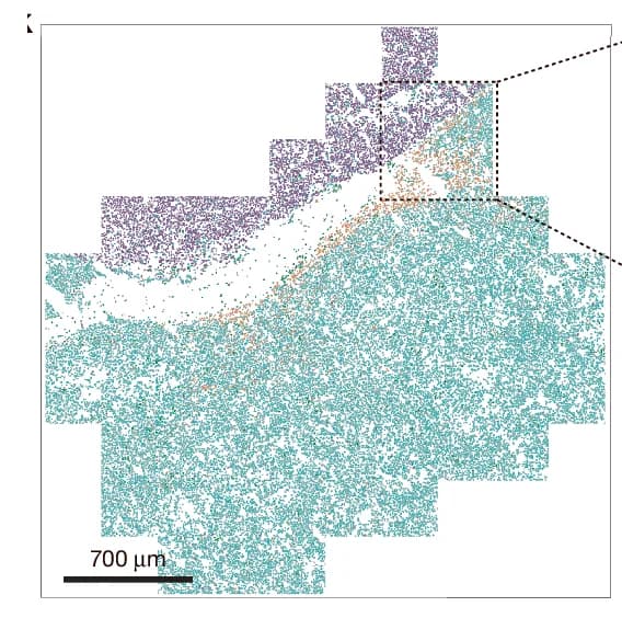 Open access visualization of Scatter Plot, Spatial Visualization, Clones, Sample