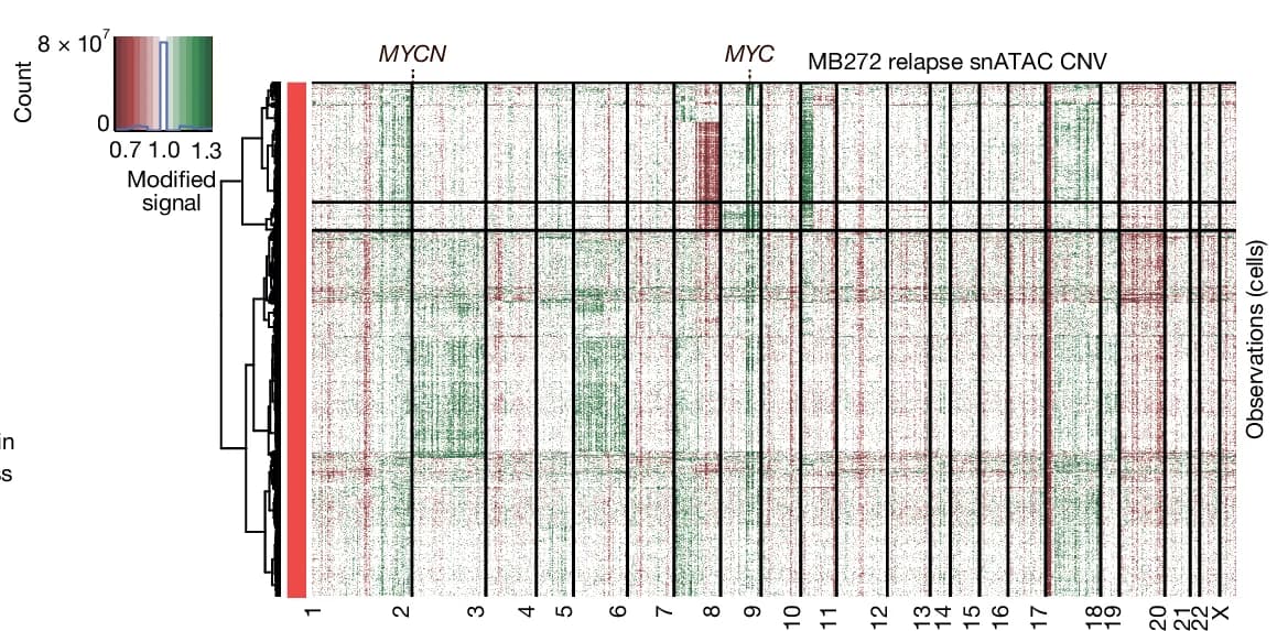 Open access visualization of Heatmap, Clustered, Histogram, Copy Number Profiles, snATAC-seq Data