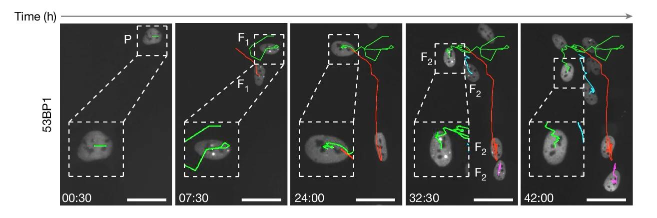Open access visualization of Microscopy, Line Plot, Time-Lapse Microscopy, Cell Tracking, mEGFP-53BP1 U-2 OS Cells