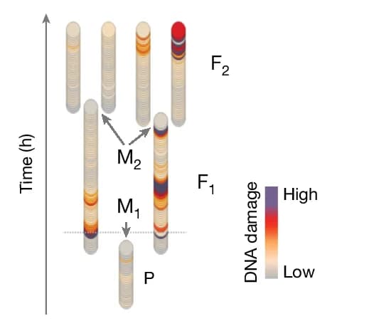 Open access visualization of Illustration, Cell Lineage, DNA Damage, 53BP1, Mitosis