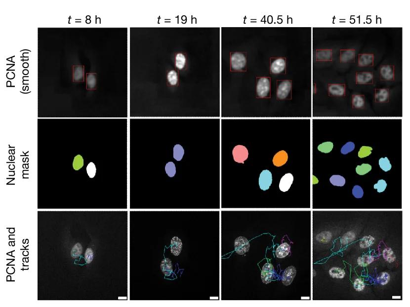 Open access visualization of Microscopy, Cell Tracking, PCNA Signal, Nuclei Segmentation, Nuclear Mask
