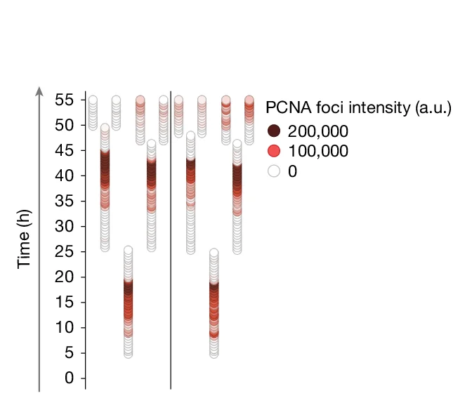 Open access visualization of Scatter Plot, Bubble Plot, Single-Cell Lineages, PCNA Foci Intensities