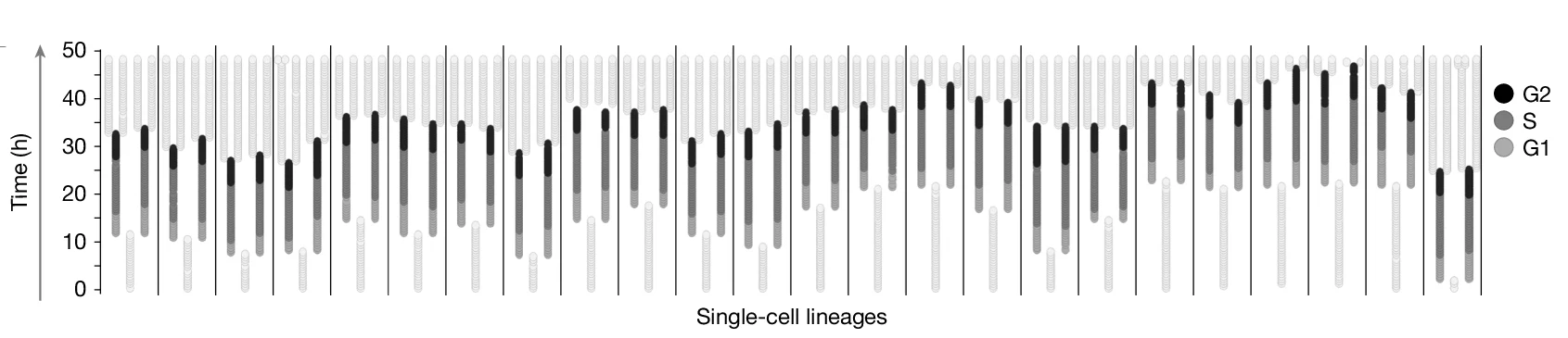 Open access visualization of Stacked Bar Plot, Single-Cell Lineages, Cell Cycle Phase, PCNA Signals