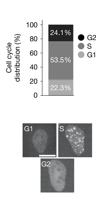 Open access visualization of Stacked Bar Plot, Microscopy, Cell Cycle Distribution, PCNA Foci Pattern, Single-Cell Lineages