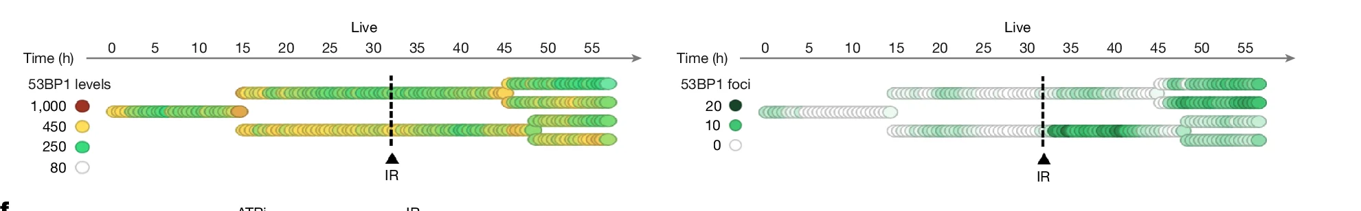 Open access visualization of Scatter Plot, Single-Cell Lineage, 53BP1, PCNA, U-2 OS Cells