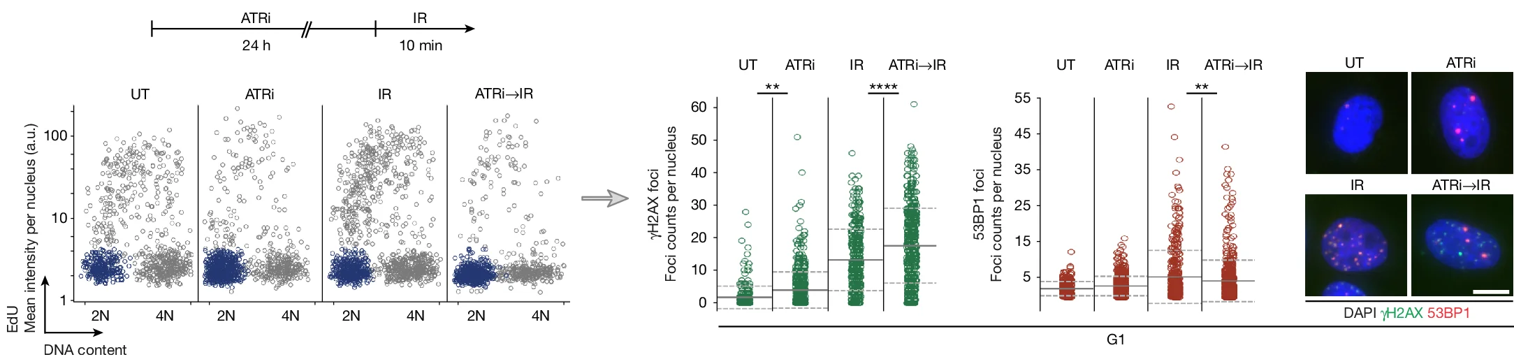Open access visualization of Scatter Plot, Box Plot, Microscopy, U-2 OS Cells, ATRi