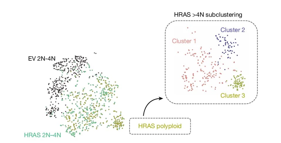 Open access visualization of Scatter Plot, UMAP, PCA, HRAS Polyploid Sample, Subclustering