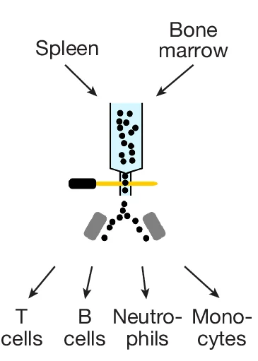 Open access visualization of Workflow, Illustration, LARRY, Mature Immune Cell