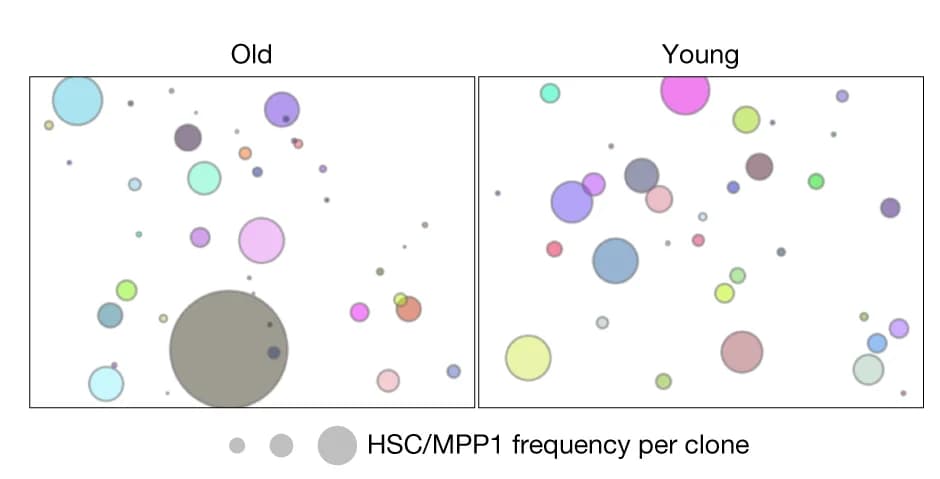 Open access visualization of Bubble Plot, HSC/MPP1 Cells, Clone, Mouse, Young