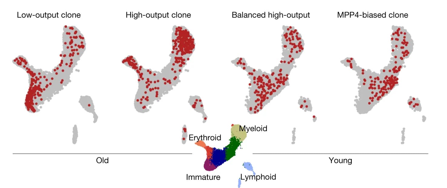 Open access visualization of Scatter Plot, UMAP, Differentiation, CpGs, Clones