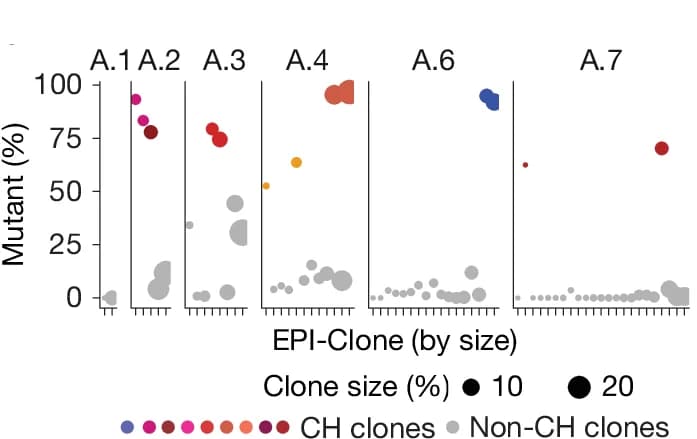 Open access visualization of Bubble Plot, Scatter Plot, Cells, Clones, CH Mutations
