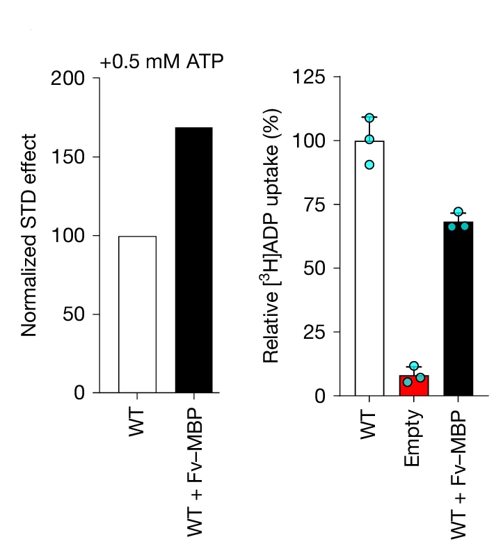 Open access visualization of Bar Plot, Error Bars, ATP, Wild-Type SLC35B1, SLC35B1-Fv-MBP