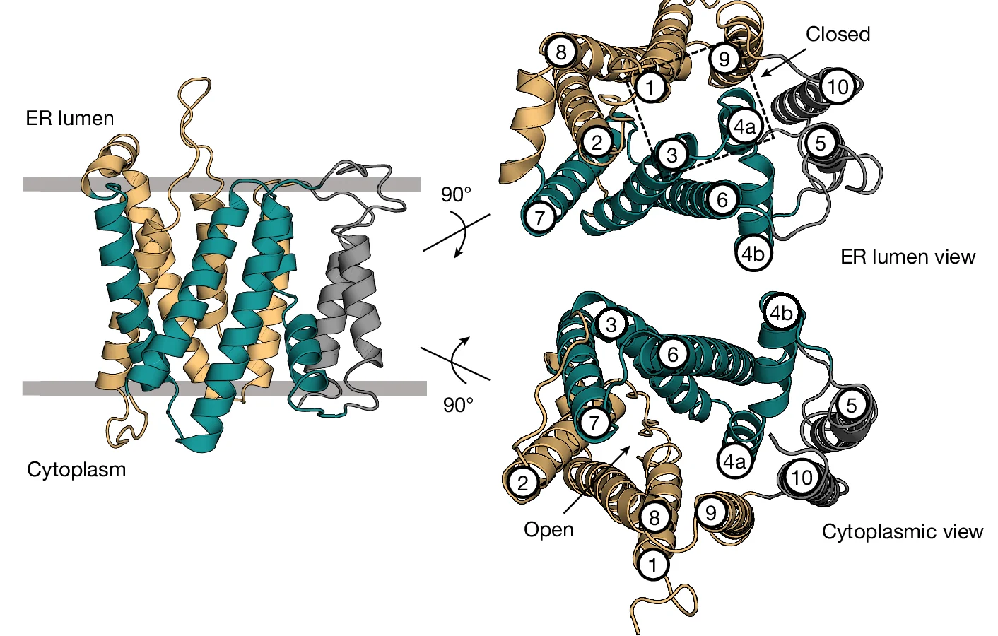 Open access visualization of Protein Structure, SLC35B1, DMT-fold, V-type Helices, ER Lumen