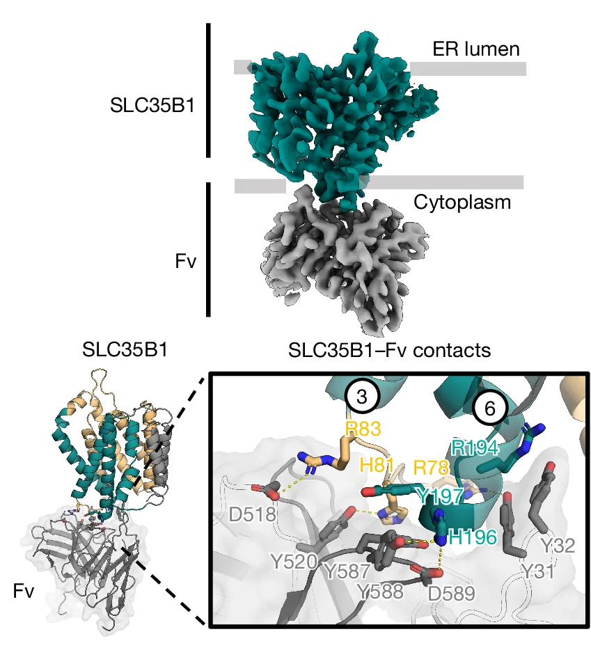 Open access visualization of Protein Structure, Chemical Structure, Cryo-EM, SLC35B1-Fv Complex, Fv