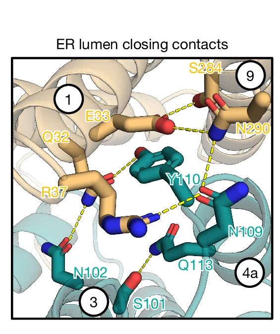 Open access visualization of Protein Structure, Chemical Structure, ER Lumen, Cavity-Closing Contacts