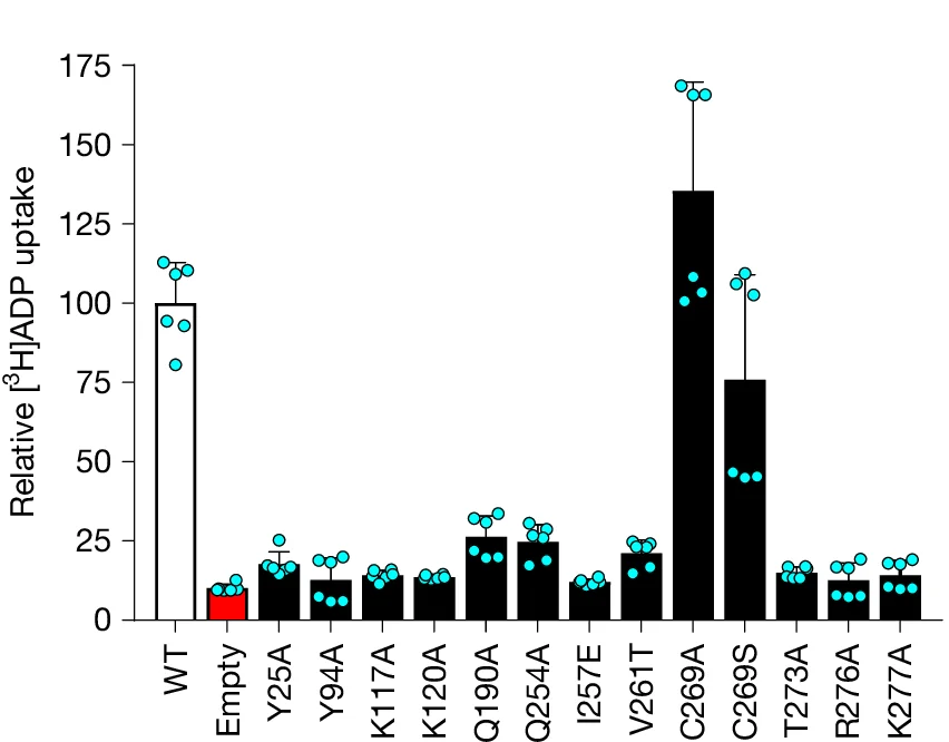 Open access visualization of Bar Plot, Error Bars, Mutational Analysis, ADP/ATP Uptake, SLC35B1