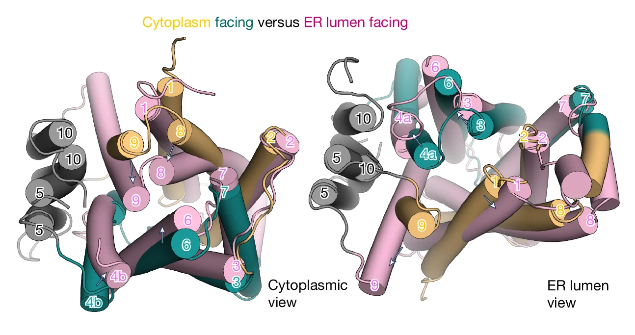 Open access visualization of Protein Structure, Cytoplasmic Facing, Wild-type Protein, Luminal Facing, E33A Variant