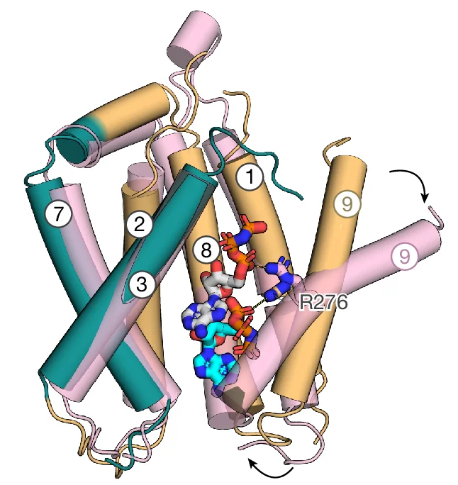 Open access visualization of Protein Structure, 3D Plot, Chemical Structure, Gating Helix, TM9