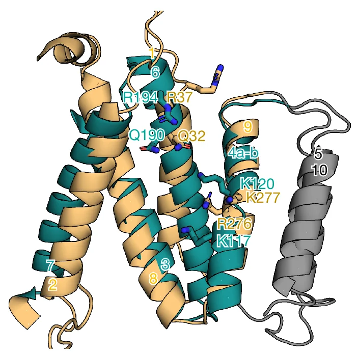 Open access visualization of Protein Structure, Structural Superposition, 5 TM Structural Inverted Repeats, SLC35B1, Residues
