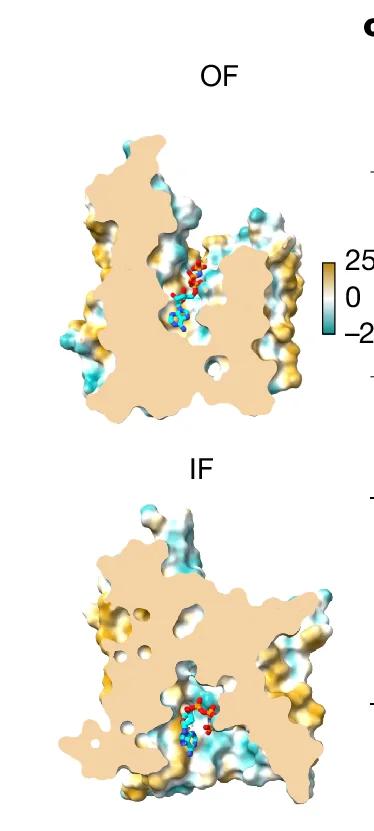 Open access visualization of Protein Structure, Hydrophobic Surface Representation, AMP-PNP, Luminal-Facing Structure, Cytoplasmic-Facing Structure