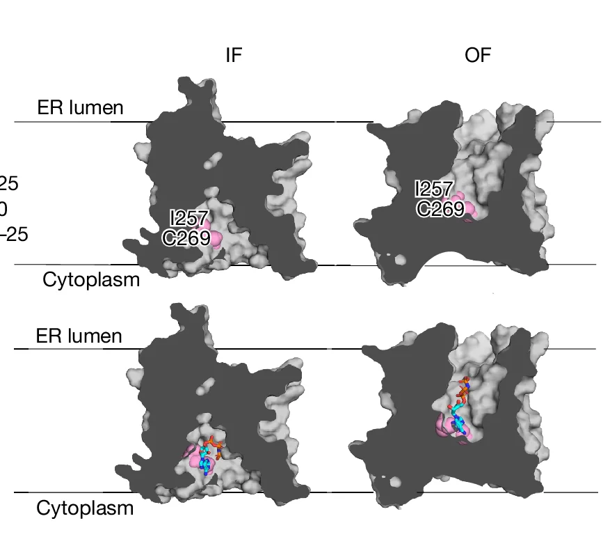 Open access visualization of Protein Structure, Surface Representation, Cytoplasmic-Facing Structure, Luminal-Facing Structure, Hydrophobic Residues