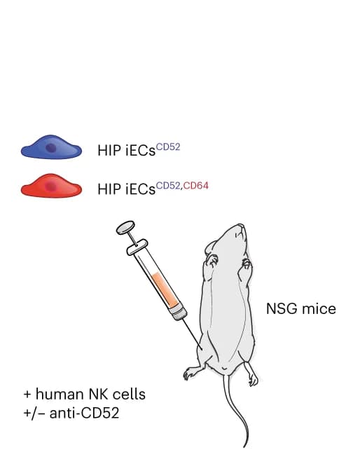 Open access visualization of Illustration, HIP iECs, CD52, CD64, NSG Mice