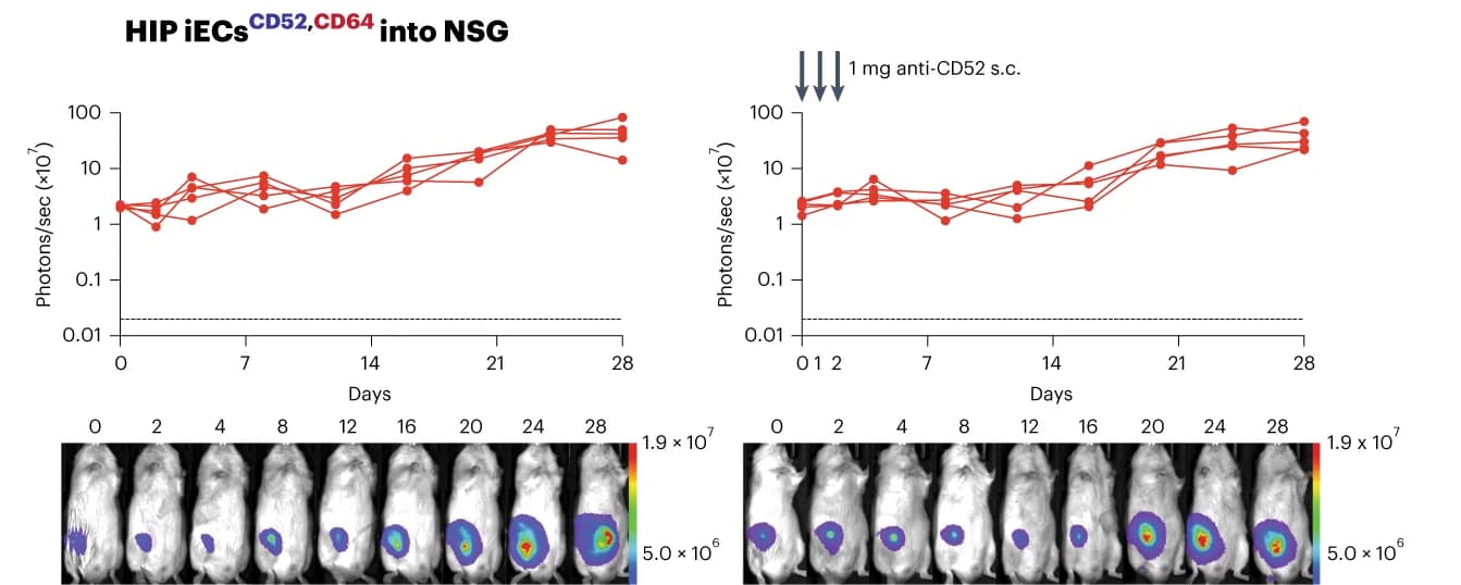 Open access visualization of Line Plot, Photo, Microscopy, BLI Signals, HIP iECs