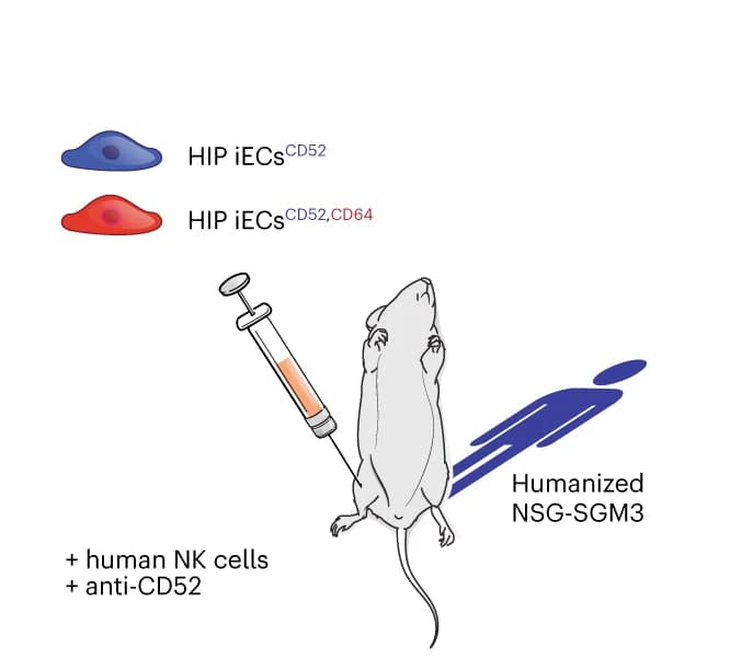 Open access visualization of Illustration, HIP iECs, Humanized Mice, NK Cells, Anti-CD52