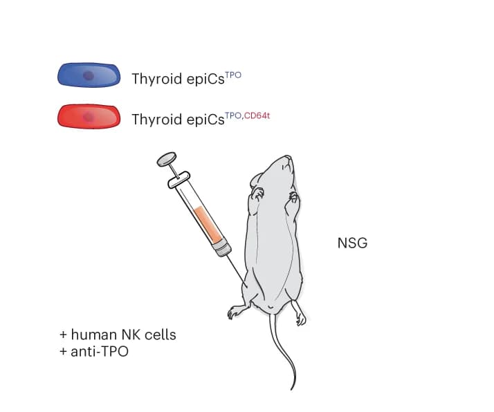 Open access visualization of Illustration, Thyroid Cells, NSG Mice, NK Cells, IgG1 Antibody