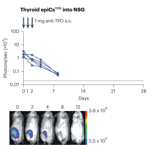 Open access visualization of Line Plot, Photo, BLI Signals, Thyroid Cells, Mice