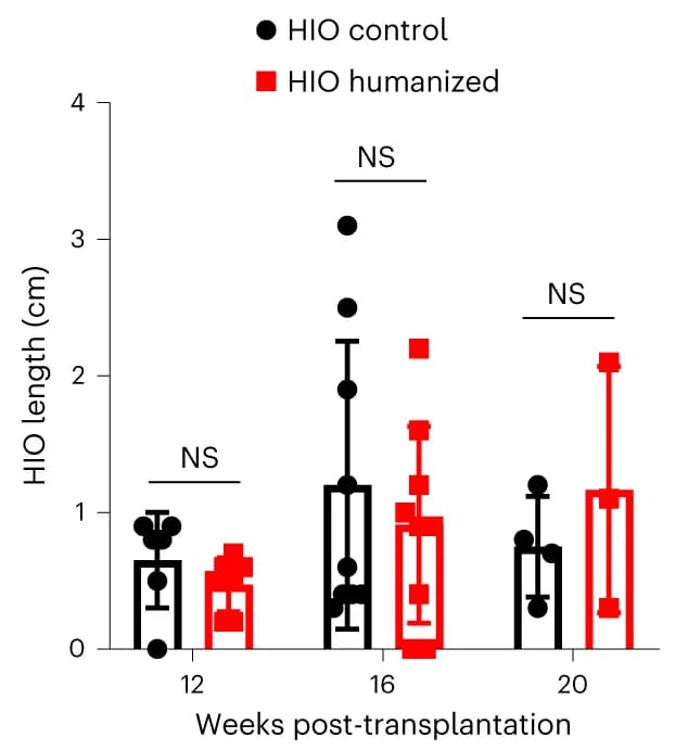 Open access visualization of Bar Plot, Error Bars, HIO, Control Mice, Humanized Mice