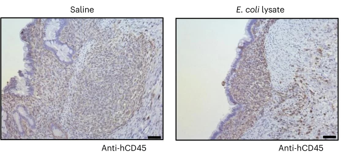 Open access visualization of Microscopy, HIO sections, CD45, M Cells, GP2