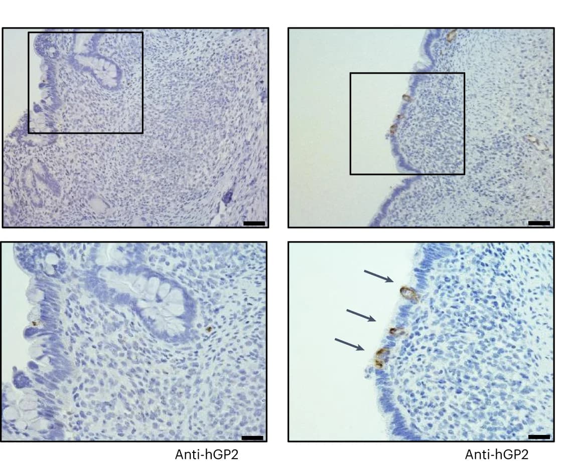 Open access visualization of Microscopy, HIO sections, GP2, M Cells, Immunofluorescence